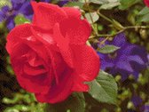 MyHobby Borduurpakket –  Rode roos 40×30 cm - Aida stof 5,5 kruisjes/cm (14 count)
