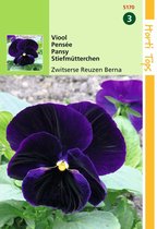 2 stuks Hortitops Viola Tric.Max. Zwitserse Reuzen Berna