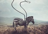 Fotobehang Vlies | Zebra, Wild | Grijs | 368x254cm (bxh)