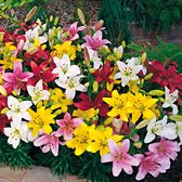 10x Lilium 'Lambada' - Lelie bollenmix - Gemengde kleuren - Winterhard - 10 bloembollen Ø 12-14cm