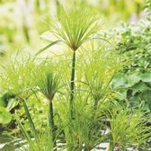 Cyperus Percamenthus - Papyrusplant - ↑ 20-30cm - Ø 18cm