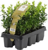 6x Buxus semperivrens - Struik - Set van 6 -↑ 25-30cm - Ø 19cm