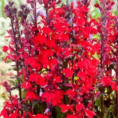 Lobelia Cardinalis - Kardinaalslobelia rood - ↑ 20cm - Ø 9cm