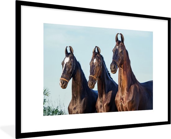 Photo dans le cadre - Trois chevaux Marwari noirs sont dans une rangée Cadre photo noir avec passe-partout blanc xxl 120x80 cm - Affiche sous cadre (Décoration murale salon / chambre)