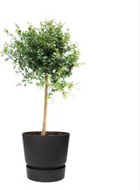 Citrus Australasica in ELHO outdoor sierpot Greenville Rond (zwart) ↨ 70cm - hoge kwaliteit planten