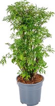 Polyscias 'Fruticosa' - Aralia - Kamerplant - Luchtzuiverende plant voor binnen - ⌀17 cm - 60 cm