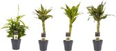 Hellogreen Kamerplant - Combi - Dracaena mix - 45 cm - Anna grey