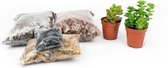 DIY Succulent open terrarium kit  Met instructies