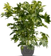 Vingerplant | Fatsia japonica | Hoogte: 100-120 cm