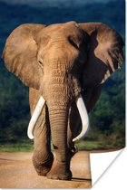Poster Olifant - Tanden - Natuur - 40x60 cm
