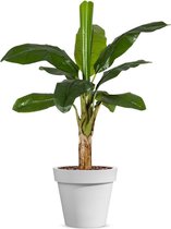 Kunstplant Bananenplant in Easy wit H140cm - HTT Decorations