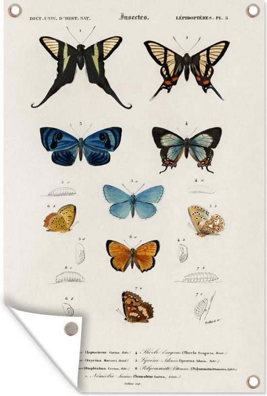 Tuindecoratie Vlinder - Vintage - Insecten - 40x60 cm - Tuinposter - Tuindoek - Buitenposter