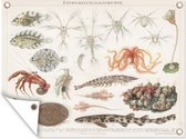Muurdecoratie buiten Zeedieren - Vintage - Illustratie - 160x120 cm - Tuindoek - Buitenposter