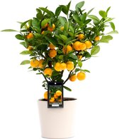 FloriaFor - Citrus Calamondin In Roma Keramiek - - ↨ 50cm - ⌀ 16cm