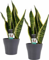 Decorum Duo Sansevieria Superba met Anna Grey potten – ↨ 35cm – ⌀ 12cm