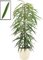 FloraExpert - Ficus - 105 Cm - Ø 22