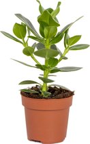 Clusia 'Prinses' | Varkensboom - Kamerplant in kweekpot ⌀12 cm - ↕20-30 cm