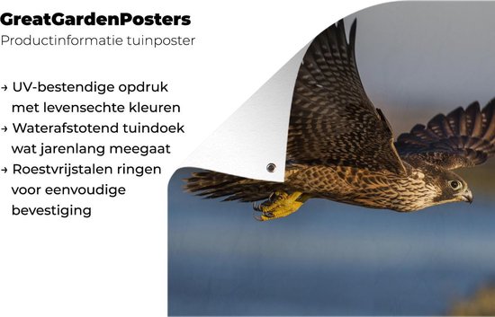 Affiche de jardin Faucon pèlerin - Vol - Oiseaux de proie - 120x80 cm - Jardin