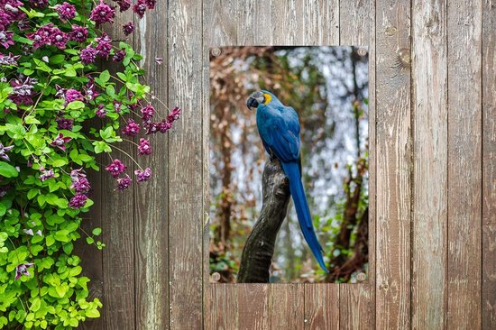 Tuinposter 60x90 cm - Tuindecoratie Vogel - Papegaai - Blauw - Poster voor in de tuin - Buiten decoratie - Schutting tuinschilderij - Tuindoek muurdecoratie - Wanddecoratie balkondoek