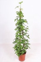 Kamerplant van Botanicly – Gatenplant – Hoogte: 150 cm – Monstera minima