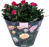 Bloem van Botanicly – Rosa Victory – Hoogte: 32 cm