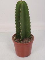 Cactus van Botanicly – Cowboycactus – Hoogte: 45 cm – Euphorbia ingens