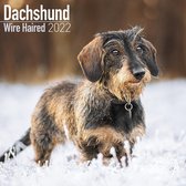 Dachshunds Wirehaired Kalender 2022