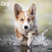 Pembroke Welsh Corgis - Corgi Kalender 2022