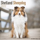 Shetland Sheepdogs Kalender 2022