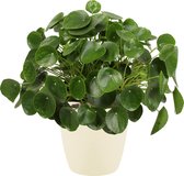 Pannenkoekenplant XL - Kamerplant - Met Elho® Bloempot Soap