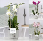 Orchideeën van Botanicly – 3 × Vlinder orchidee in keramische pot als set – Hoogte: 40 cm, 1 tak – Phalaenopsis multiflora