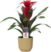 Bloem van Botanicly – Guzmania in beige ELHO plastic pot als set – Hoogte: 40 cm – Guzmania Optima Rood