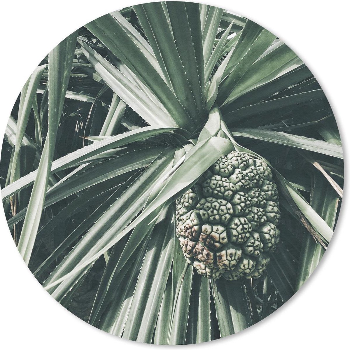 Muismat rond 30x30 cm - Mousepad Cactus - Tropisch - Groen - Ronde muismatten