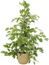 Kamerplant van Botanicly – Rubberboom in beige ELHO plastic pot als set – Hoogte: 105 cm – Ficus benjamina Golden King
