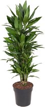 Kamerplant van Botanicly – Drakenboom – Hoogte: 95 cm – Dracaena fragr. Janet Lind