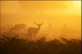 Walljar - Wilde Herten - Dieren poster