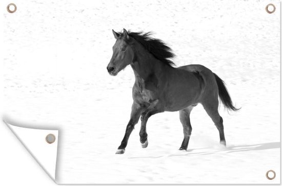 Tuinposter - Tuindoek - Tuinposters buiten - Paso Fino paard in de sneeuw - zwart wit - 120x80 cm - Tuin