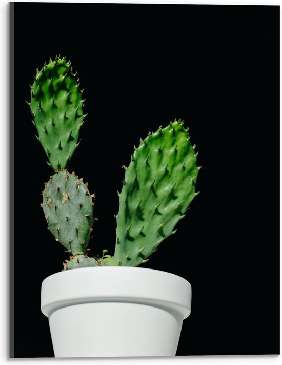 Acrylglas - Cactus in Witte Bloempot - 30x40cm Foto op Acrylglas (Met Ophangsysteem)