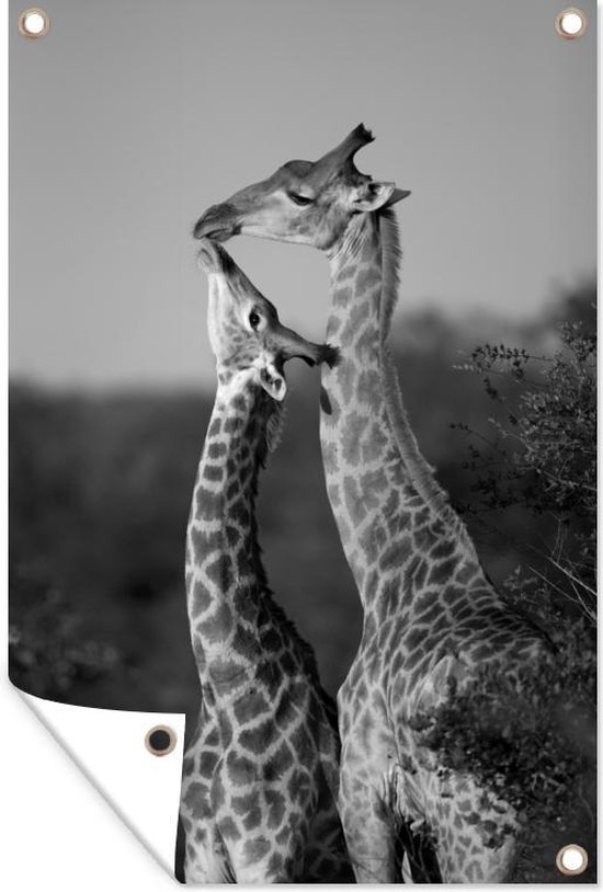 Tuinposters buiten Liefdevolle baby giraffe - zwart wit - 60x90 cm - Tuindoek - Buitenposter