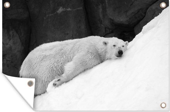 Muurdecoratie Jonge ijsbeer slaapt op het sneeuw - zwart wit - 180x120 cm - Tuinposter - Tuindoek - Buitenposter