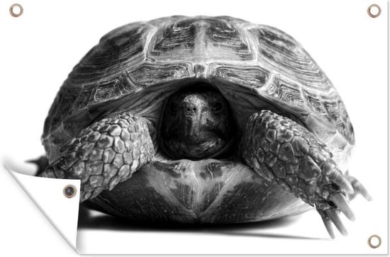 Décoration de jardin Tortue tête en bouclier devant fond blanc - noir et blanc - 60x40 cm - Poster jardin