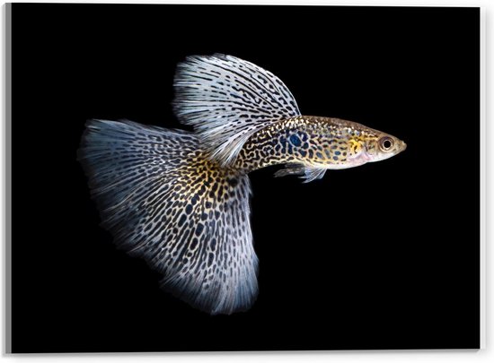 Acrylglas - King Cobra Guppy Fish - 40x30cm Foto op Acrylglas (Met Ophangsysteem)