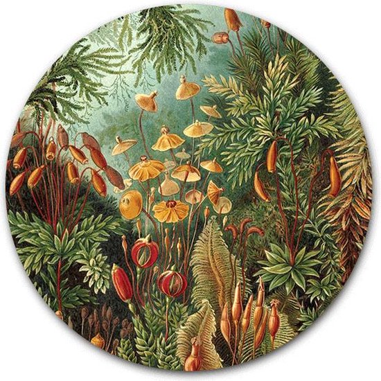 Tuincirkel Muscinae - WallCatcher | Tuinposter rond 40 cm | Meesterwerk van Ernst Haeckel | Buiten muurcirkel Oude Meesters kunstwerken