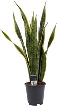 Decorum Sansevieria Laurentii – ↨ 60cm – ⌀ 19cm