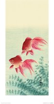 Poster - Ohara Koson Two Veil Goldfish - 60 X 30 Cm - Multicolor