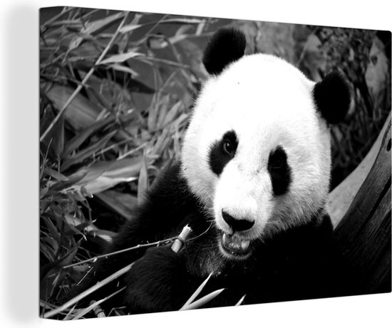 Canvas Schilderij Etende panda - zwart wit - Wanddecoratie