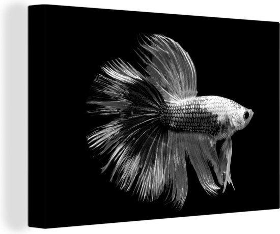 Tableau Peinture sur Toile Gros Plan Poisson Combattant Siamois