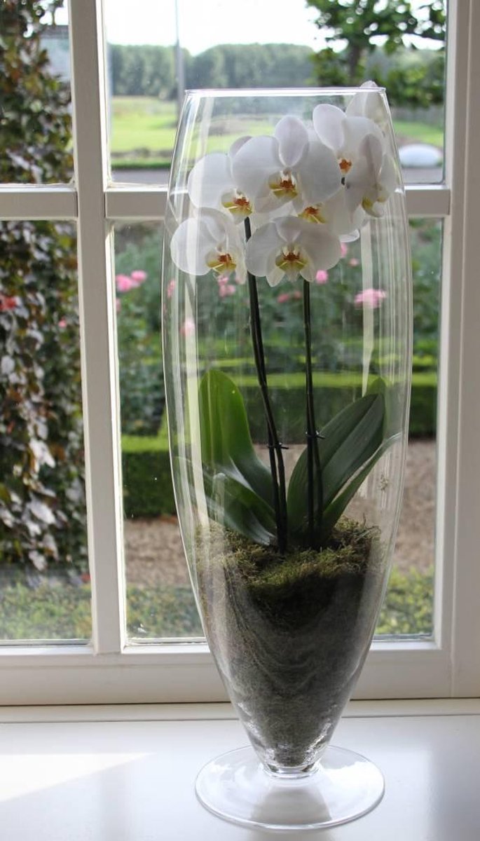 Orchidée blanche dans un vase (grand) | bol.com