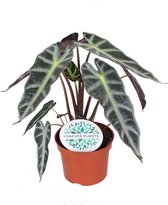 Kamerplant van Botanicly – Alocasia – Hoogte: 70 cm – Alocasia Dwarf Amazonica