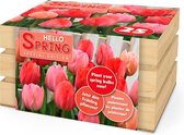 22x Tulp - Tulipa - Mix 'Hello Spring' - Rood - 20 bollen